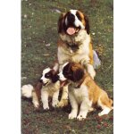 Les chiens du saint bernard (ref 5033)