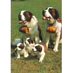 Chiens de saint bernard (ref a182)
