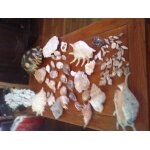 Coquillage de decoration