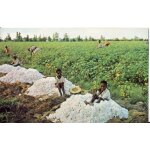 Cotton picking down south (r�colte du coton dans le sud profond)