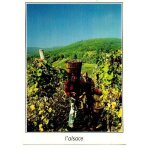 Cpm alsace - les vendanges