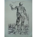 Dessin attribue au titien ou jean de calcar planche anatomie reproduction publicite pharmaceutique durabolin ...