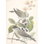 Deux oiseaux sur une branche de murier