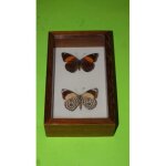 Deux papillons pr�sent�s dans un cadre sous verre, callicore hystaspes (p�rou) - 3 x 7 x 12 cm neuf. ...