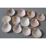 Douze petits coquillages vides pour la présentation de mini bouchées apéritives ou la fabrication de ... Douze petits coquillages vides pour la présentation de mini bouchées apéritives ou la fabrication de ...