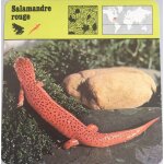 Editions rencontre 1975 salamandre rouge