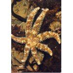 Etoile de mer