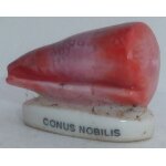 F�ve conus nobilis (s�rie et ann�e inconnues)