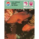 Fiche cousteau les m�rous rouges de corail