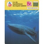 Fiche cousteau la vie myst�rieuse du requin - baleine