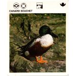 Fiche le grand fichier du monde animal canard souchet