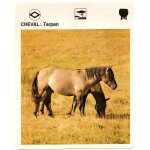 Fiche le grand fichier du monde animal cheval tarpan