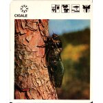 Fiche le grand fichier du monde animal cigale