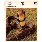 Fiche le grand fichier du monde animal cobra royal
