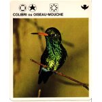 Fiche le grand fichier du monde animal colibri ou oiseau - mouche