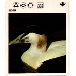 Fiche le grand fichier du monde animal eider Fiche le grand fichier du monde animal eider