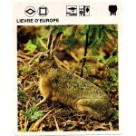 Fiche le grand fichier du monde animal li�vre d'europe