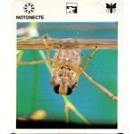 Fiche le grand fichier du monde animal notonecte