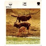 Fiche le grand fichier du monde animal nyala