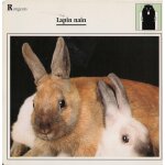 Fiche lapin nain