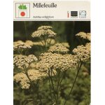 Fiche millefeuille