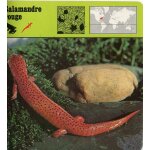 Fiche salamandre rouge