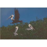 Florida, plican brun. photo de georges et marilyn schaffer (ref ss140)