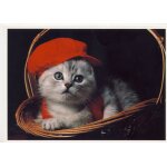 Gavroche, chaton a casquette