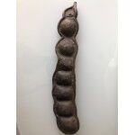 Gousse de noix de sabah