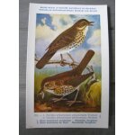 Grive musicienne - cp 182. muse royal d'histoire naturelle de belgique