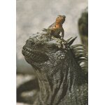 Iguane marin - galapagos