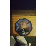 Jeton star wars n 16 (yoda)