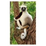 Jungle mania 108 sifaka de coquerel