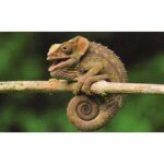 Jungle mania 125 camlon a cornes courtes