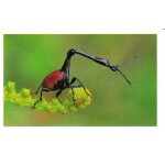 Jungle mania 127 scarab�e girafe