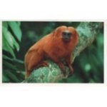 Jungle mania 43 - tamarin lion a t�te dor�e