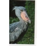 Jungle mania 74 bec - en - sabot du nil