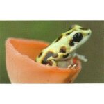 Jungle mania auchan n 59 grenouille fraise