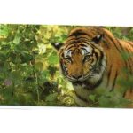 Jungle mania n 174 tigre