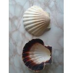 Lot de 10 coquilles saint - jacques naturelles