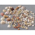 Lot d'environ 270 mini coquillages marins ramass�s sur les plages - rang�s dans un pot en verre 7. 5x9. ...