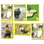 Lot de 6 autocollants panini les animaux de la ferme 29 / 38 / 82 / 112 / 128