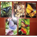 Menus (5) air france papeete - paris de 1993. papillons candide papillon graphium africainargus bleu ...