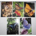 Menus (5) air france papeete - paris de 1993. papillons candide papillon graphium africainargus bleu ...