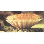 Merveilles du monde 379 : la coquille saint jacques