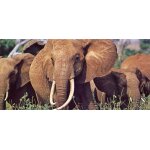 Merveilles du monde nestlé : les animaux d'afrique n 119 l'éléphant Merveilles du monde nestlé : les animaux d'afrique n 119 l'éléphant