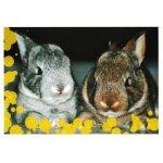 N 103 - stickers image panini bebes animaux calins