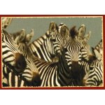 N 44 - stickers image panini disney felins