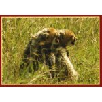 N 80 - stickers image panini disney felins