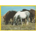 N13 - stickers image image panini chevaux & poneys mes meilleurs amis